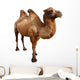 bactrian camel. Isolated on white Wall Decal