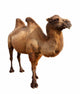 bactrian camel. Isolated on white Wall Decal