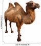 bactrian camel. Isolated on white Wall Decal
