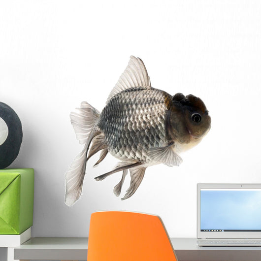 Goldfish Wall Mural