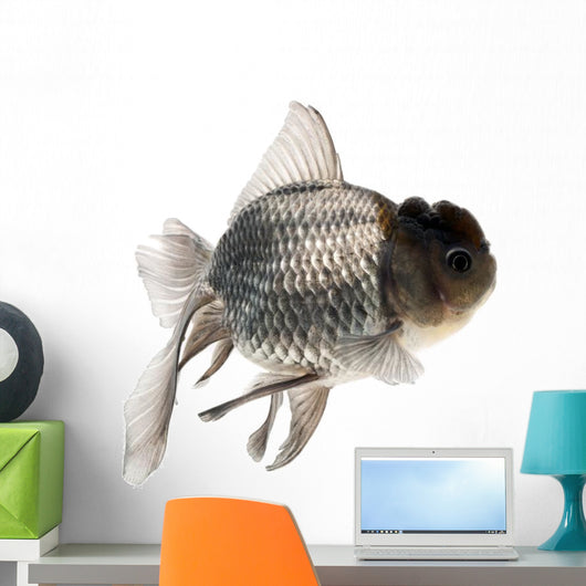 Goldfish Wall Mural