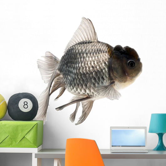 Goldfish Wall Mural