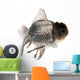 Goldfish Wall Mural