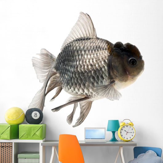 Goldfish Wall Mural