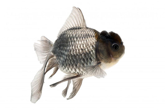Goldfish Wall Mural