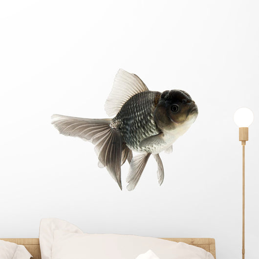 Goldfish Wall Mural