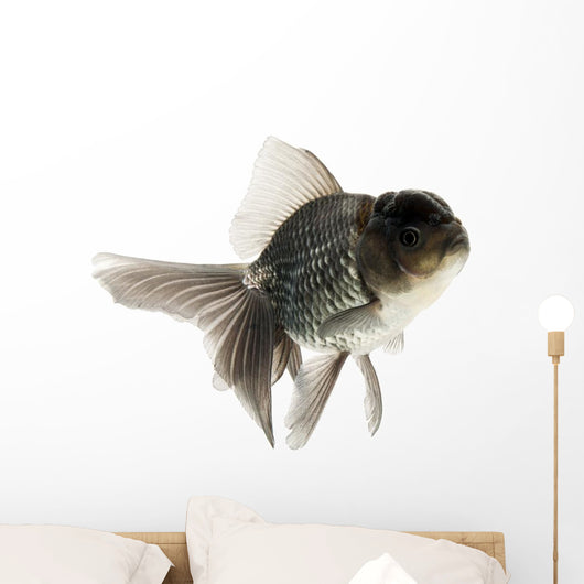 Goldfish Wall Mural