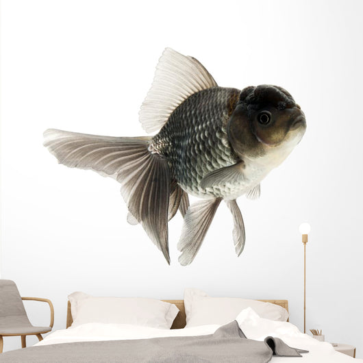 Goldfish Wall Mural