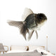 Goldfish Wall Mural