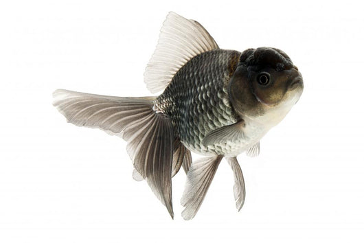 Goldfish Wall Mural