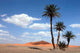 Palm Trees Sahara Desert Wall Decal