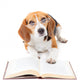 Dog Reading Book Wall Decal