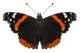Butterfly species Vanessa atalanta Wall Decal