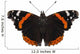 Butterfly species Vanessa atalanta Wall Decal