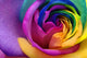 Up Rainbow Rose Heart