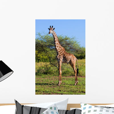 Giraffe Savanna Safari Wall Mural shown on a wall