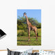 Giraffe Savanna Safari Wall Mural