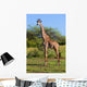Giraffe Savanna Safari Wall Mural