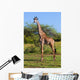 Giraffe Savanna Safari Wall Mural