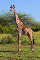 Giraffe Savanna Safari Wall Mural
