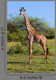 Giraffe Savanna Safari Wall Mural