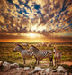 Zebras Herd African Savanna Wall Mural