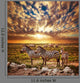 Zebras Herd African Savanna Wall Mural