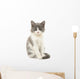 Grey and White Kitten