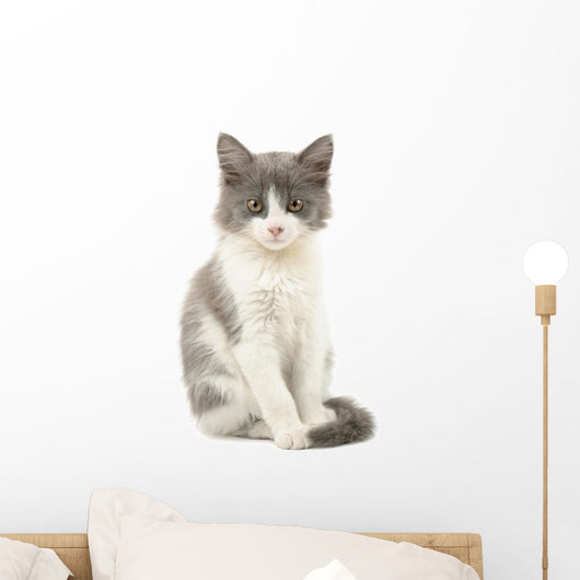 Grey and White Kitten