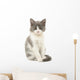 Grey and White Kitten