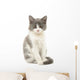 Grey and White Kitten