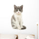 Grey and White Kitten
