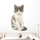 Grey and White Kitten