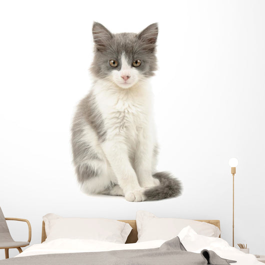 Grey and White Kitten