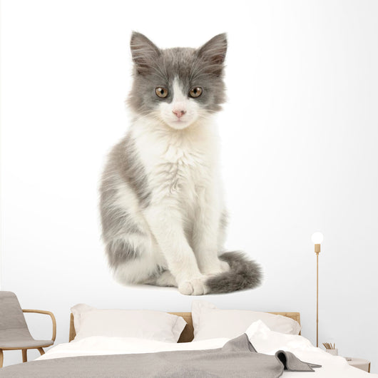 Grey and White Kitten