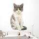 Grey and White Kitten