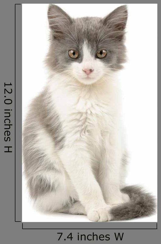 Grey and White Kitten