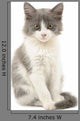 Grey and White Kitten