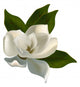 Single Magnolia Flower White Wall Decal