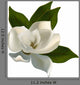 Single Magnolia Flower White Wall Decal