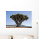 Dragon Tree in Lanzarote Spain Wall Mural
