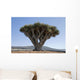 Dragon Tree in Lanzarote Spain Wall Mural