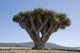 Dragon Tree in Lanzarote Spain Wall Mural