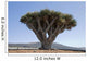 Dragon Tree in Lanzarote Spain Wall Mural