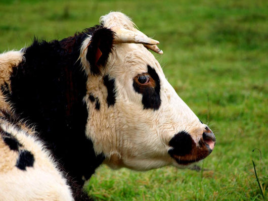 Vache 11 Wall Mural