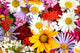 Beautiful Bouquet Bright Wildflowers