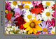 Beautiful Bouquet Bright Wildflowers