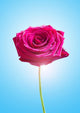 Single Pink Rose