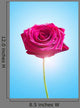 Single Pink Rose