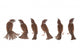 sparrow Wall Decal